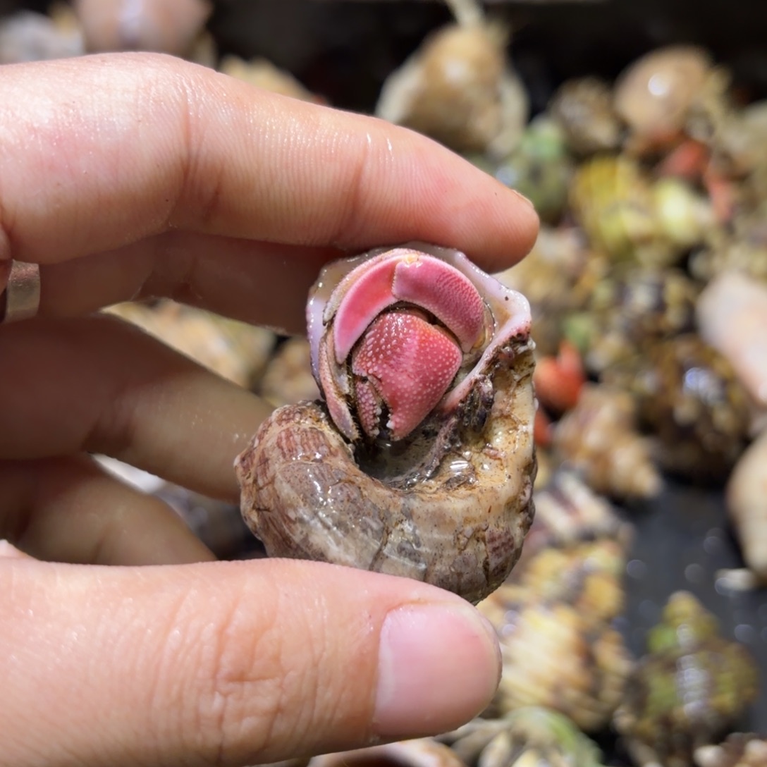 活体寄居蟹 不退不换 40