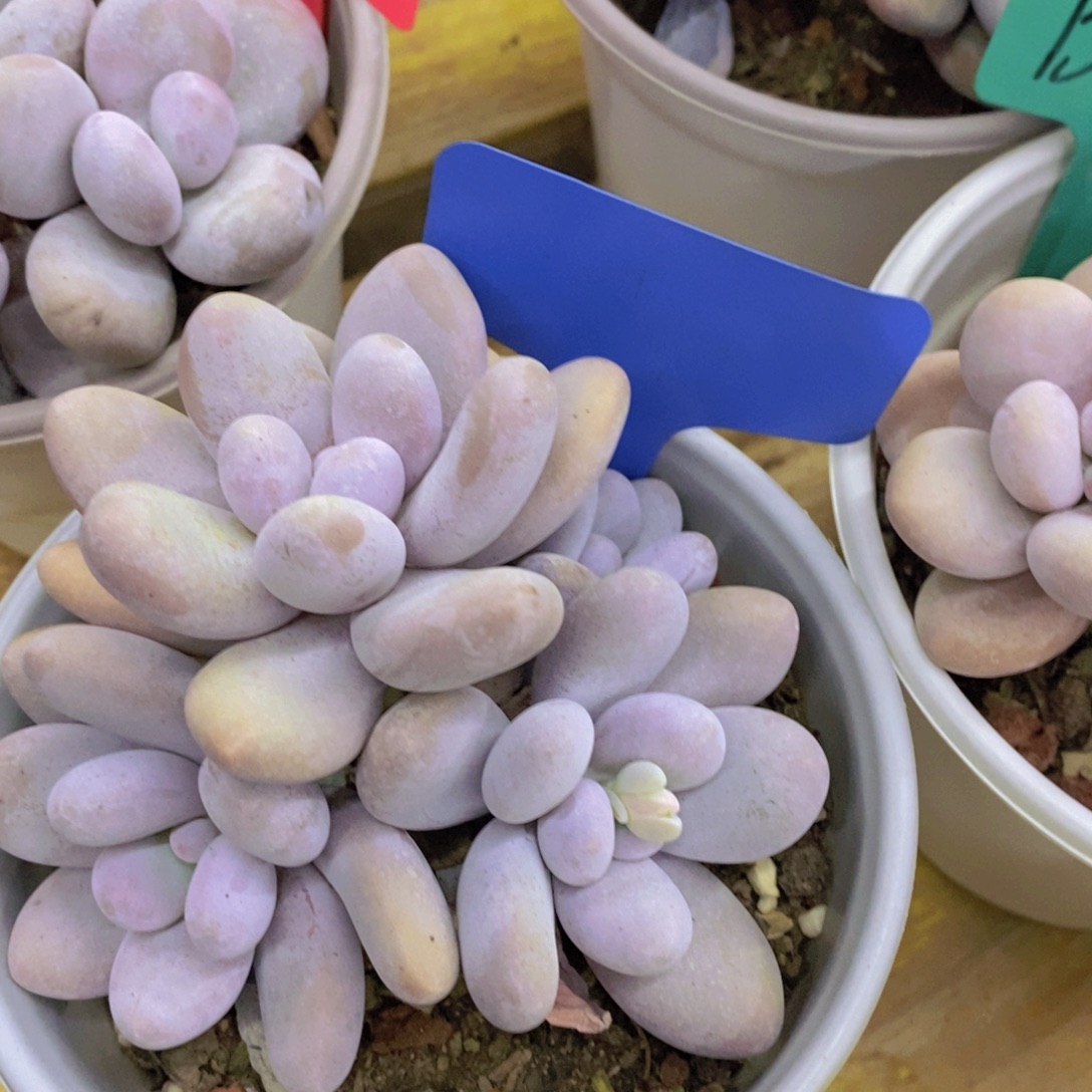 回馈粉丝，最后一场直播