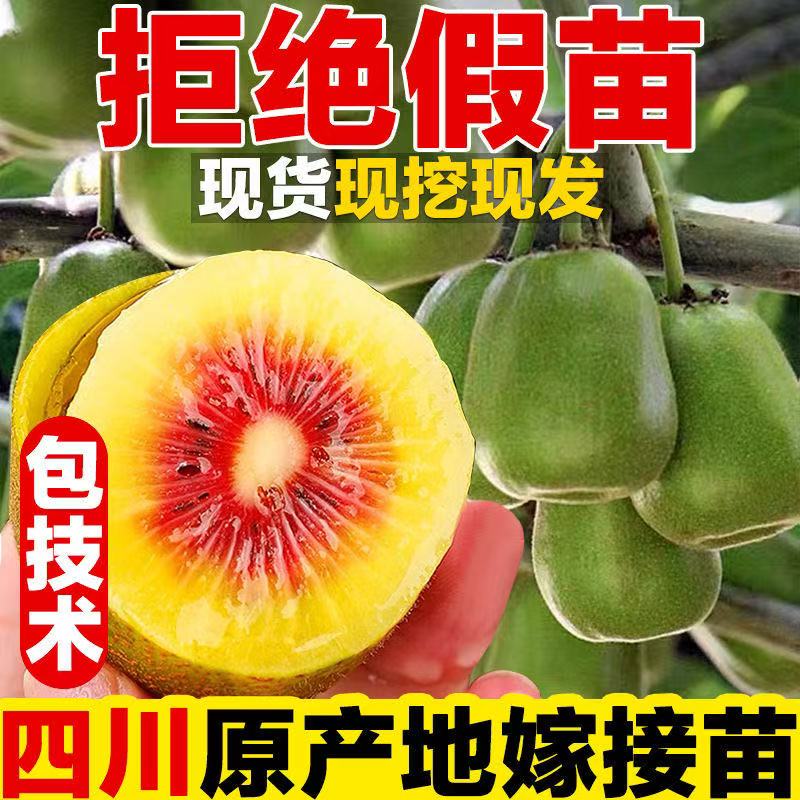 【四川猕猴桃之乡】原盆原土红心绿心黄心公树母树地栽盆栽树苗