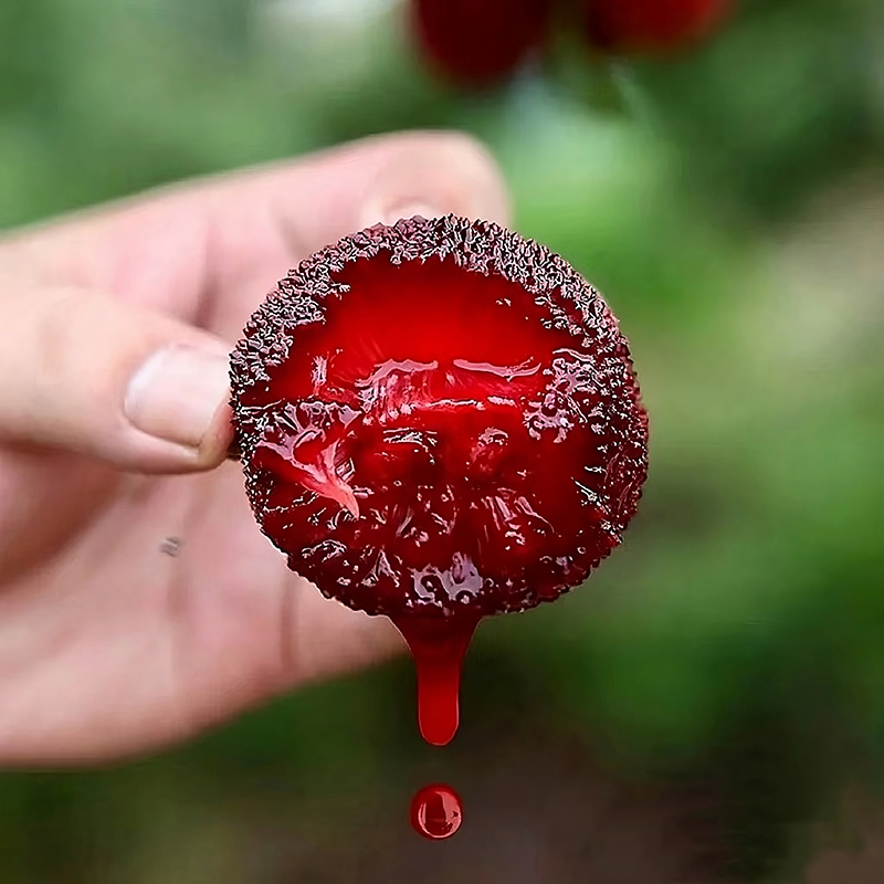 12A颗粒装33g以上正宗仙居东魁杨梅新鲜水果顺丰冷链现摘现发新鲜杨梅浙江省