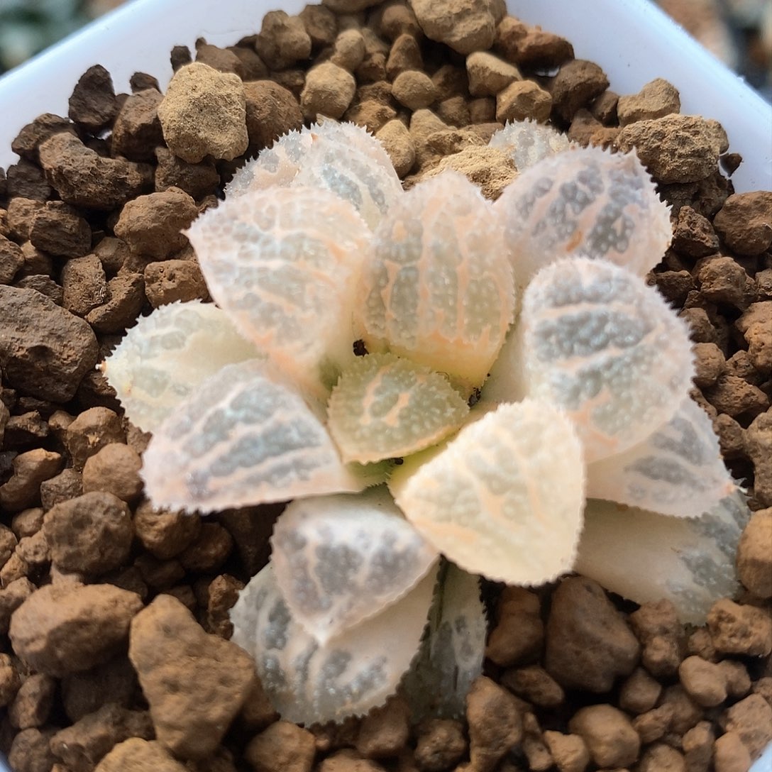 红陶糊斑聚味城锦一物一拍