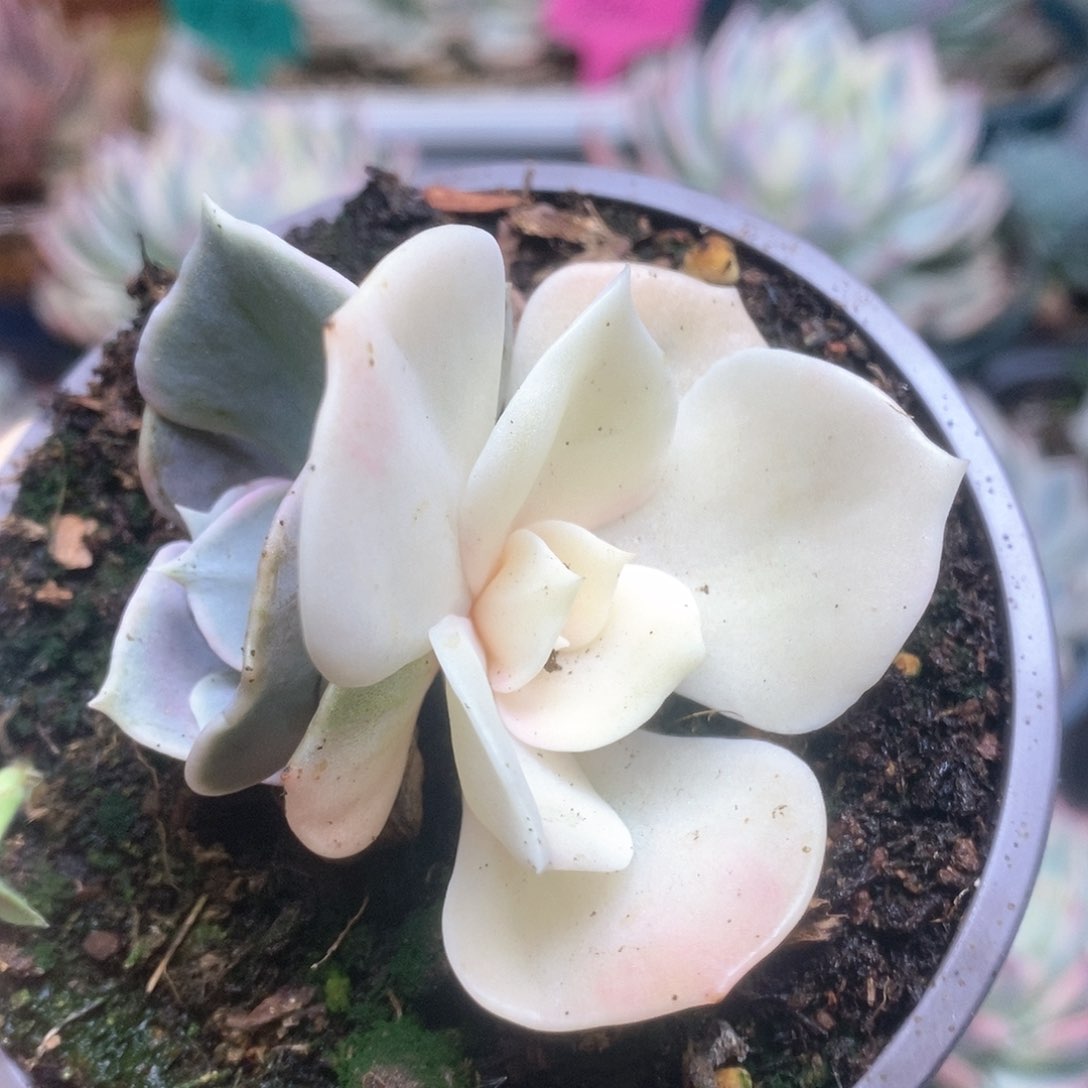 036偏白双子座锦锦锦锦锦