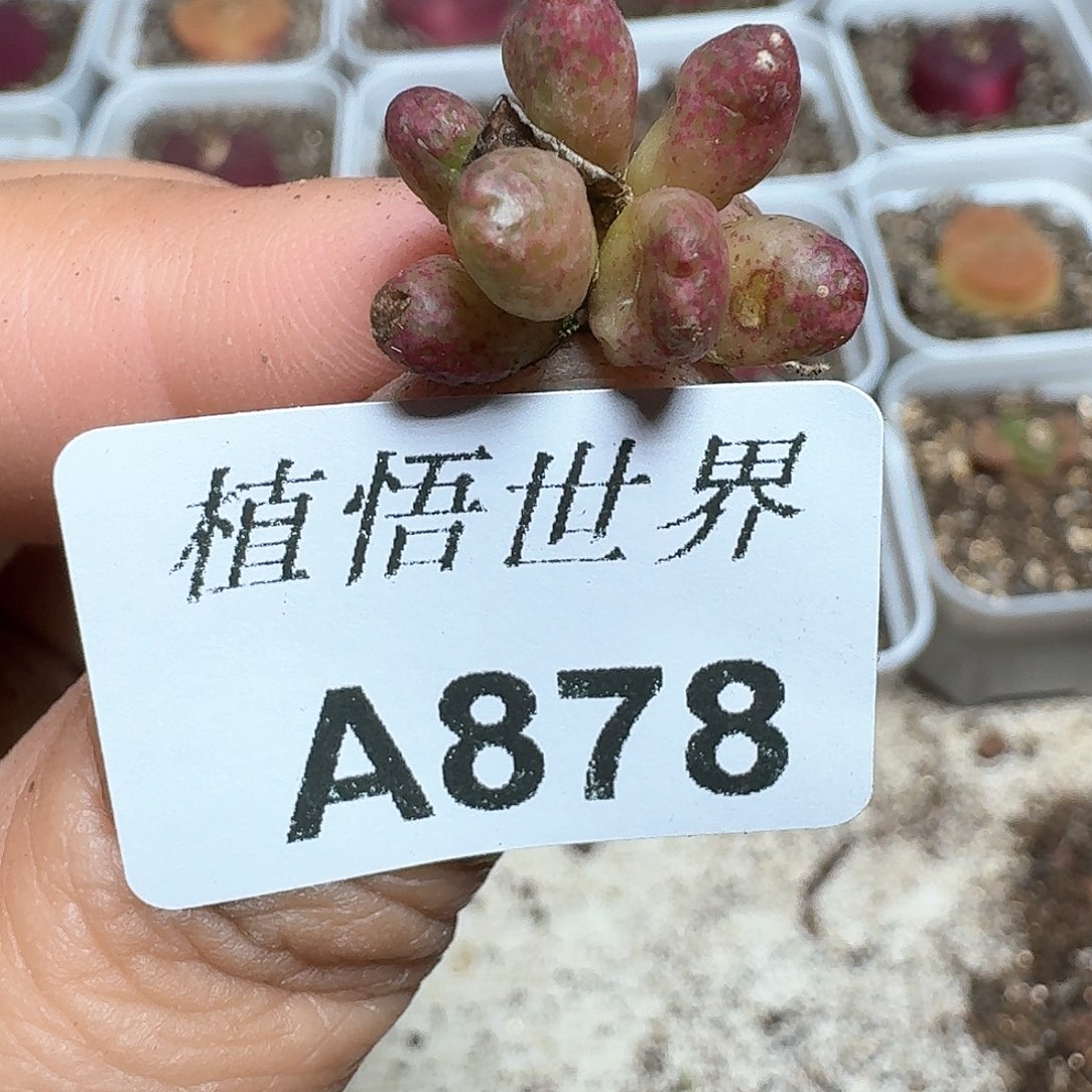 878号多肉植物哇d f f