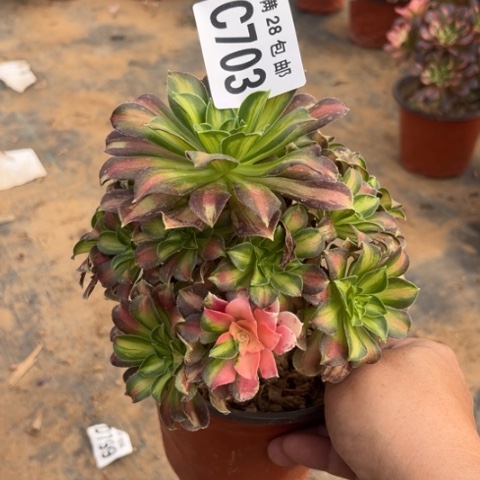 703韶华不包断枝