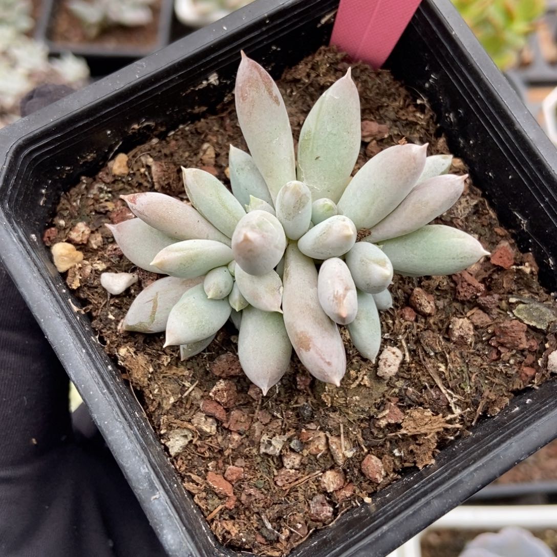 2001哥特多肉植物保护