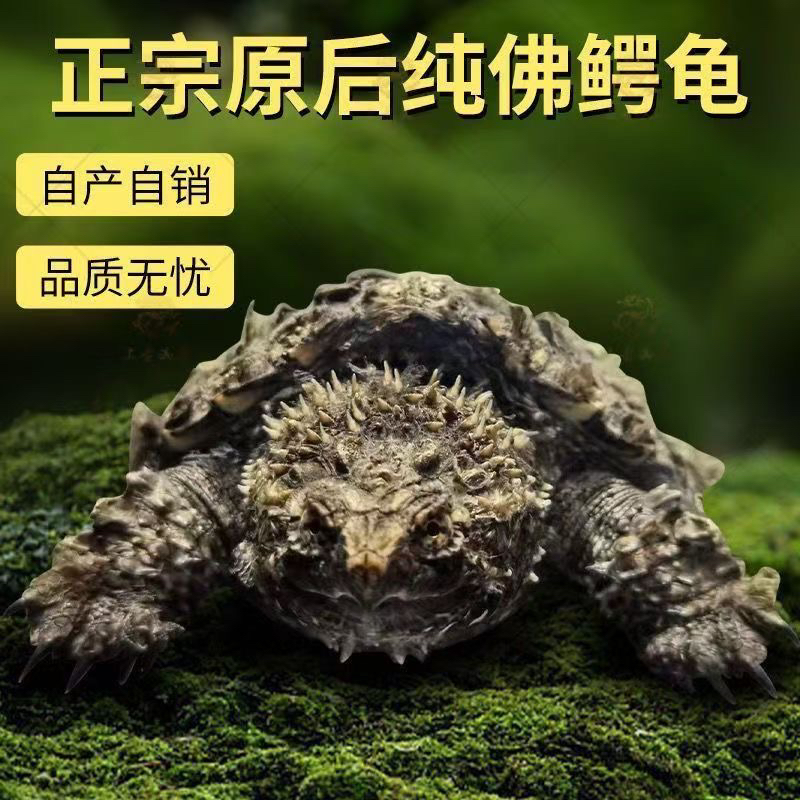 鳄龟幼苗原种纯佛鳄龟爆刺鳄龟幼苗杂佛鳄幼龟活物杂佛北美小鳄龟