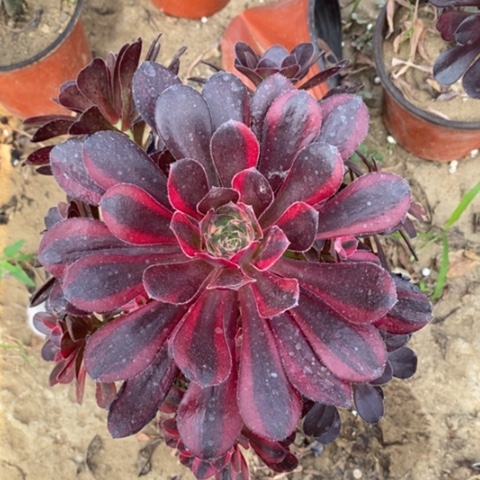 花蝴蝶法师一物一拍