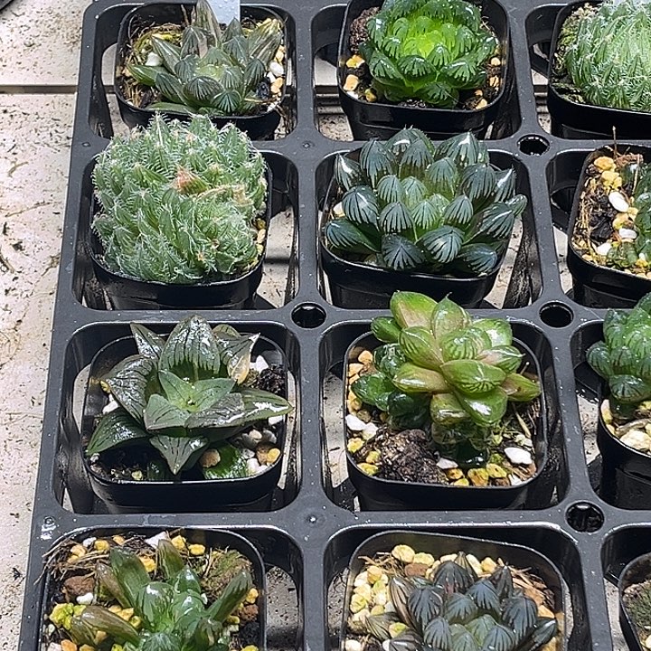 13 脱土发货8颗13.9包邮