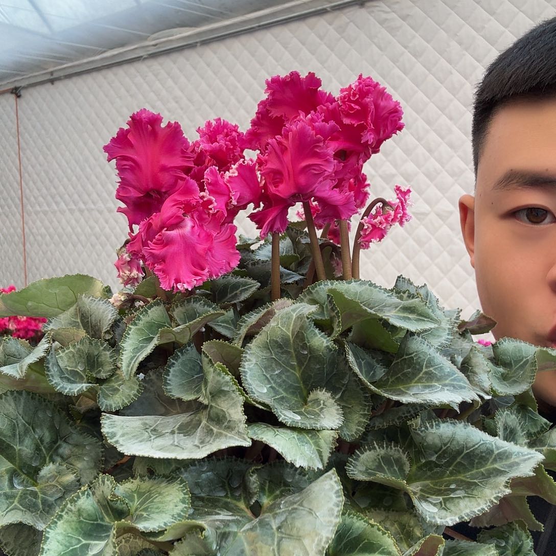 无花朵法拉吧啦变异酒红