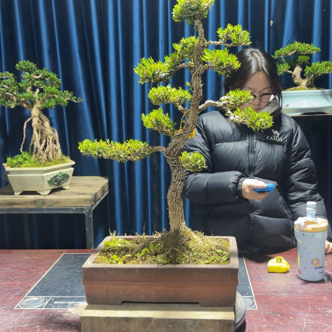 黄杨盆景老桩四季长青