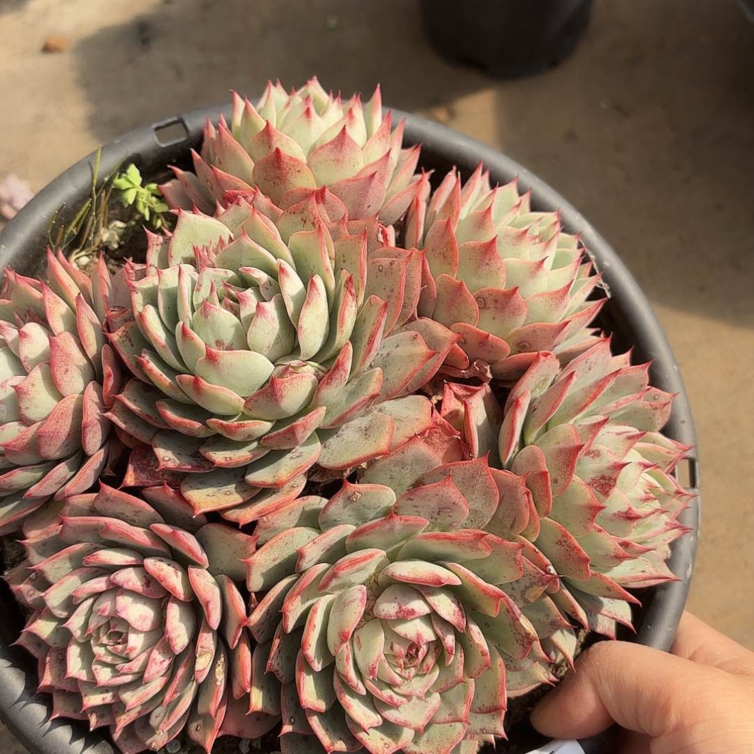 同温层多肉林杰安娜180