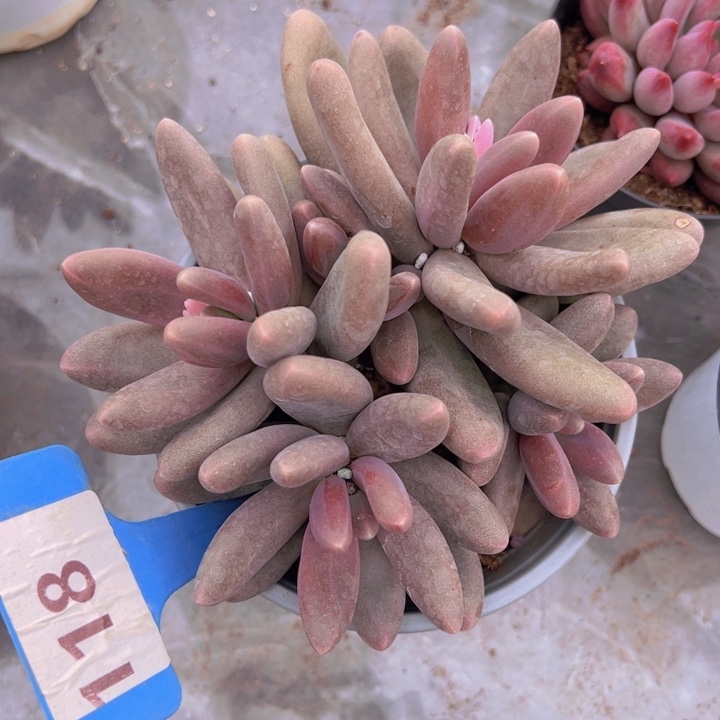 健健康康平平安安