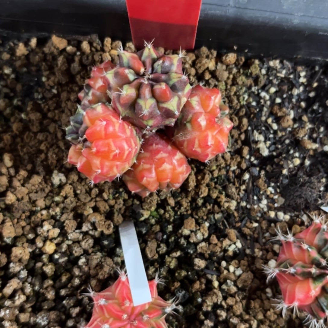 238-1218泰国发货多肉