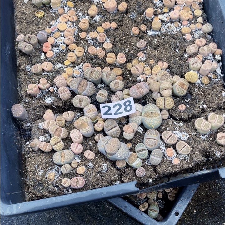 228 生石花一物一图如图带盆