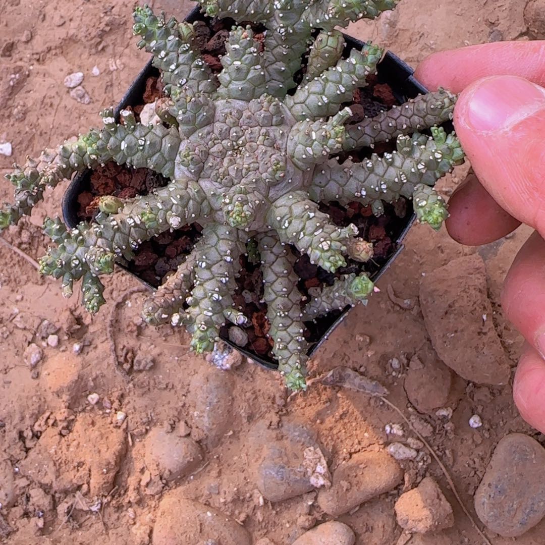 R***克块根植物块根植物