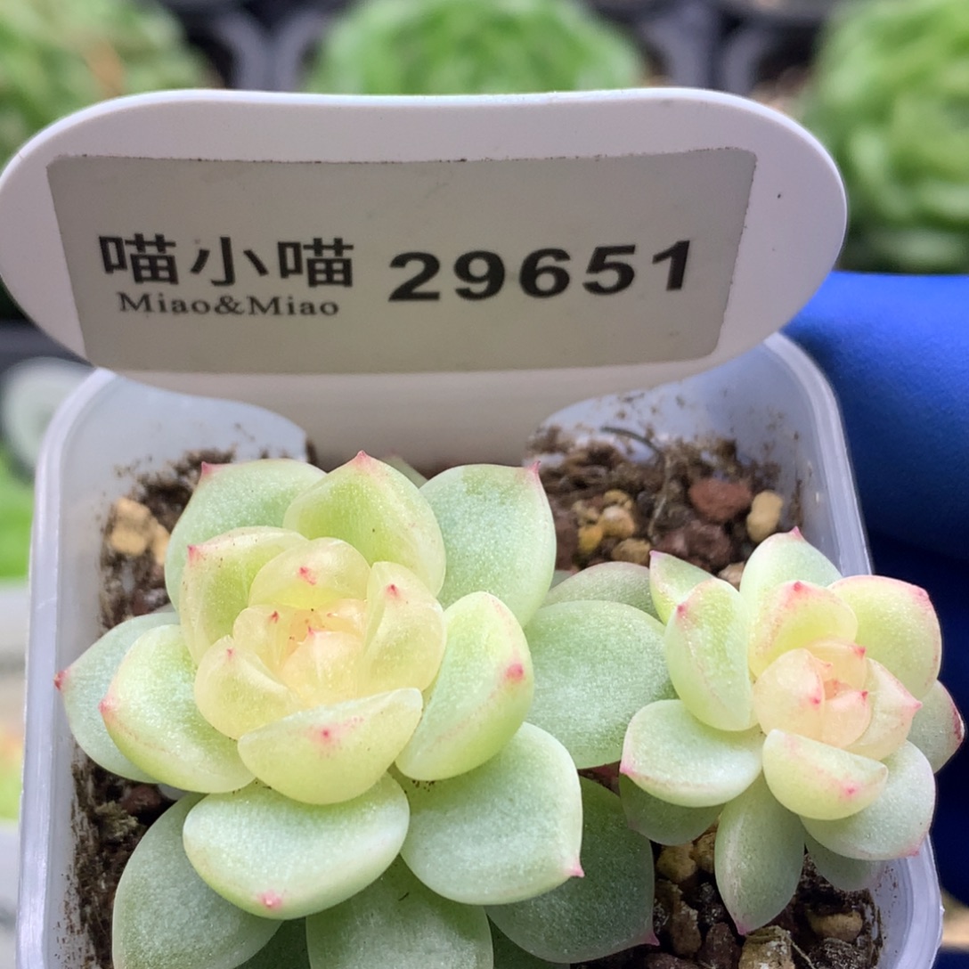 多肉植物杂交珍妮