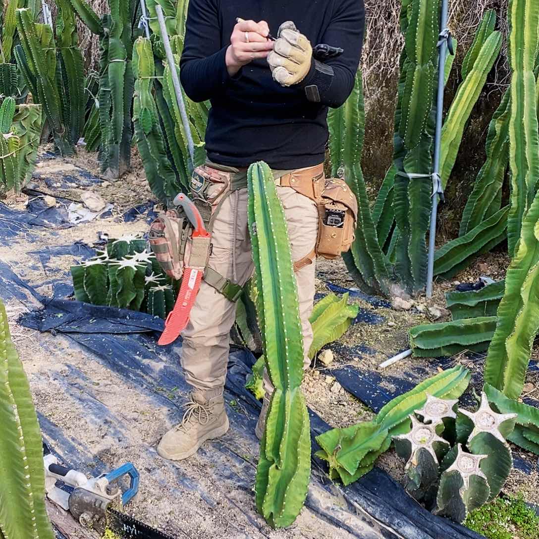 秘鲁苹果高度1米左右无根（1号）