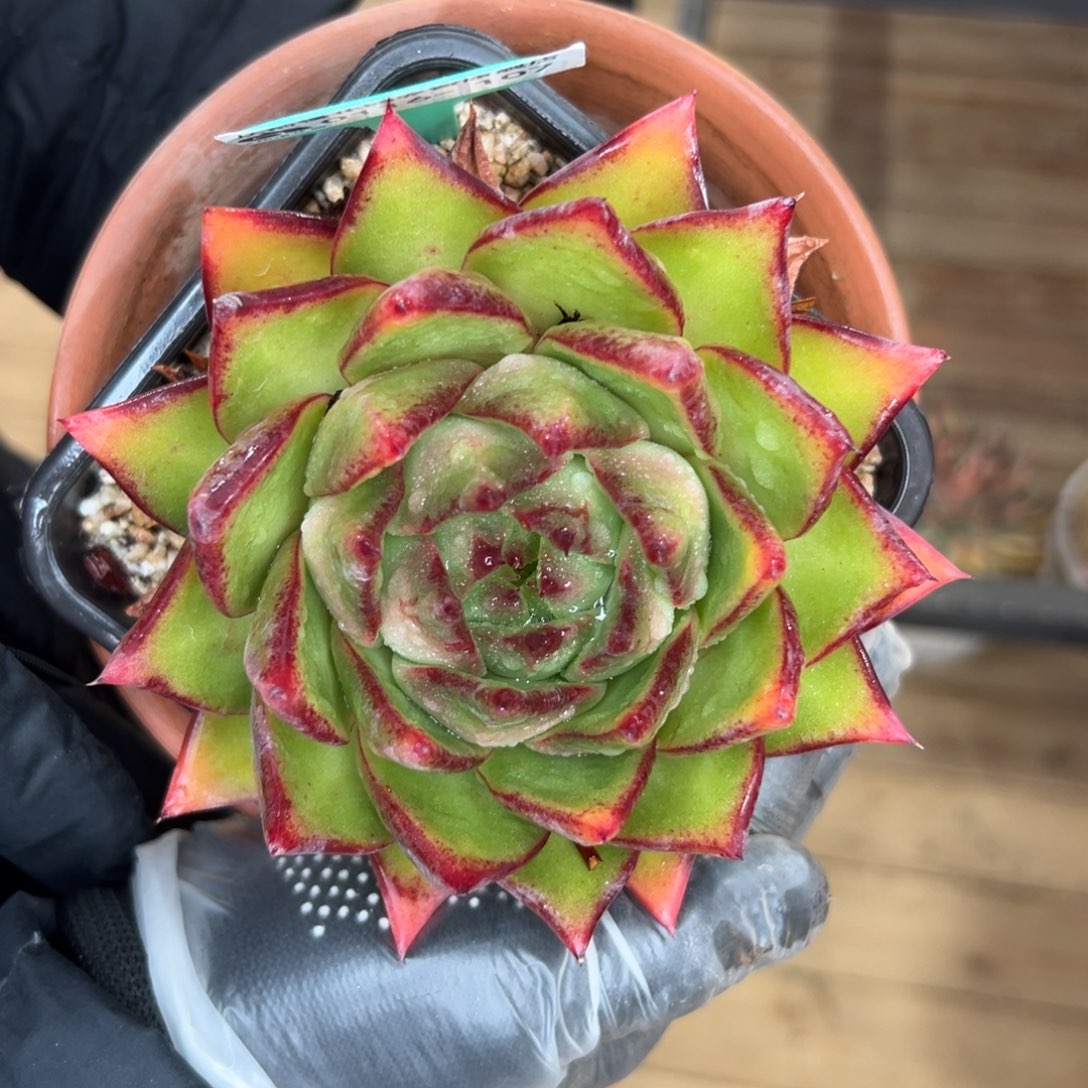 多肉一物一拍0116-107天灯凤