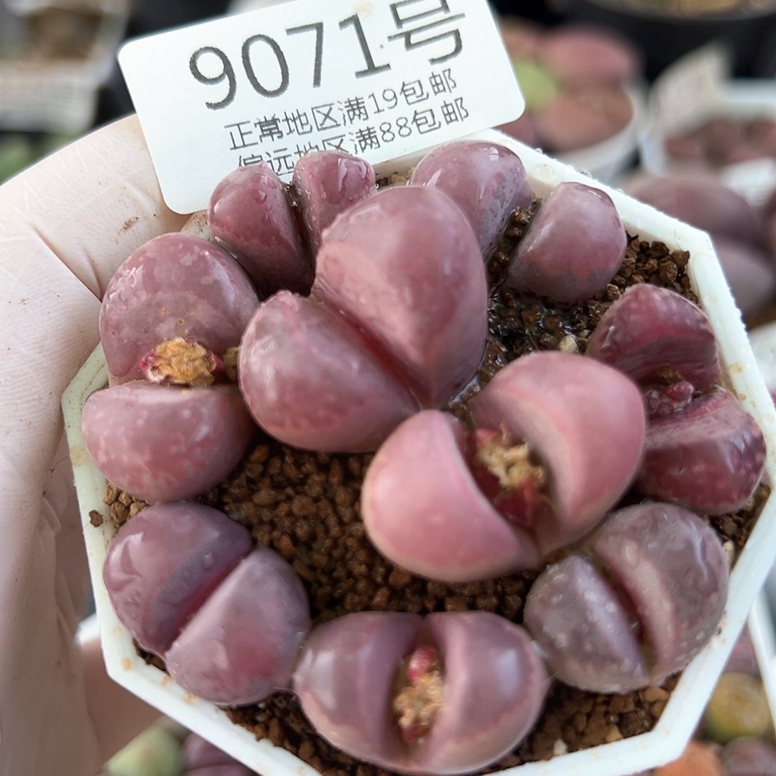 好养易活生石花大母本9071