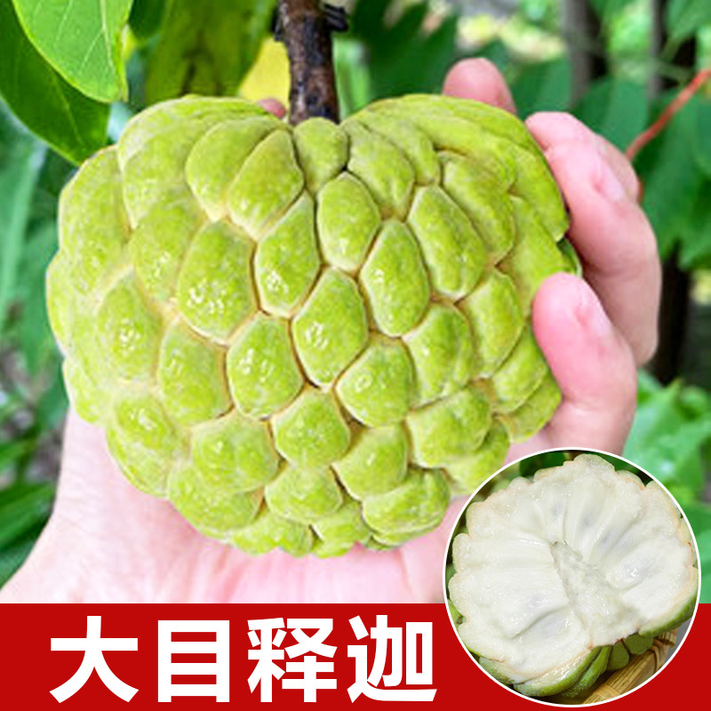 大目释迦果苗 番荔枝嫁接苗 好种植