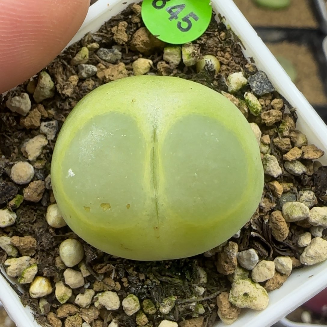 拉登2.7点多肉845