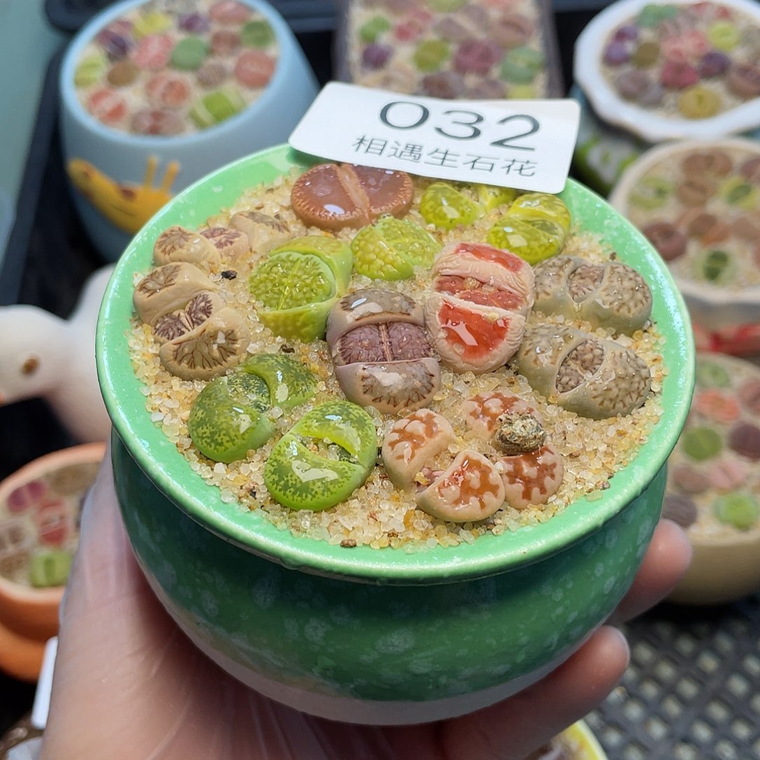 相遇生石花专拍032