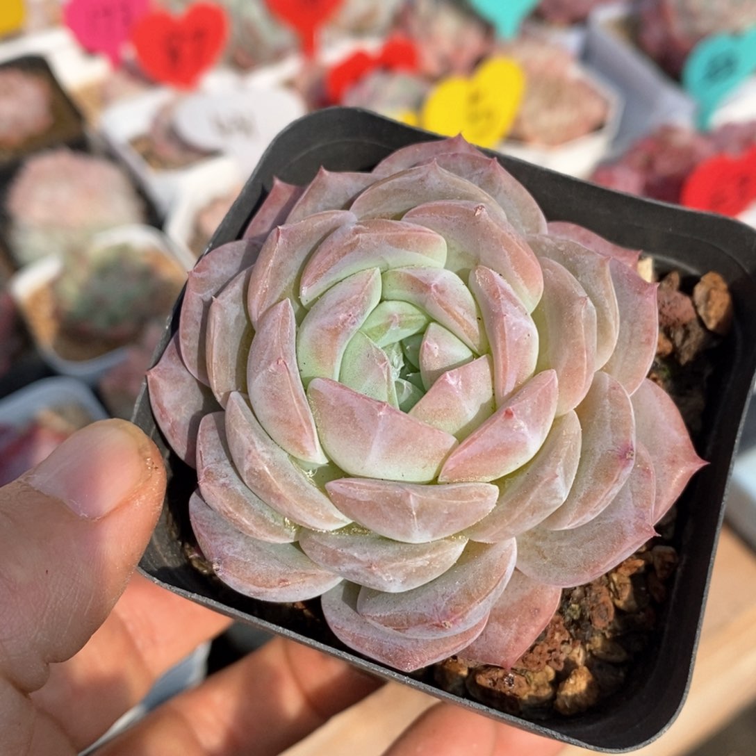 精品多肉一物一拍不包整58