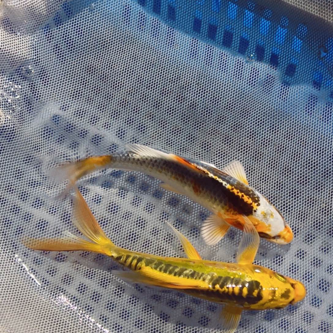 锦鲤锦鲤观赏鱼1111