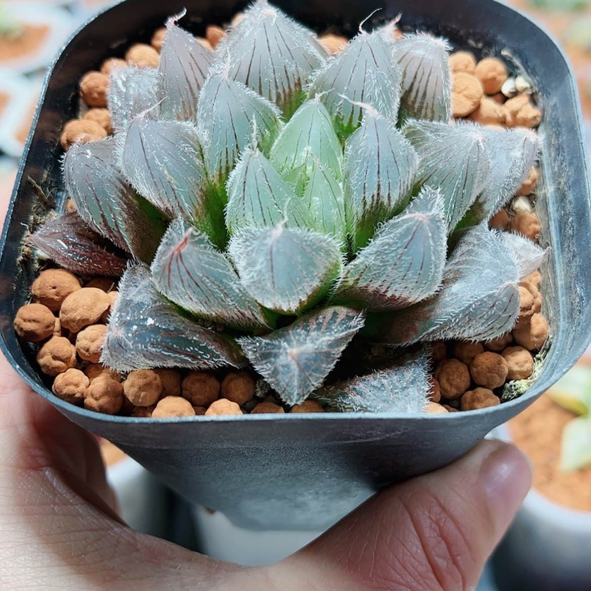 【闪购商品】实生毛玉露