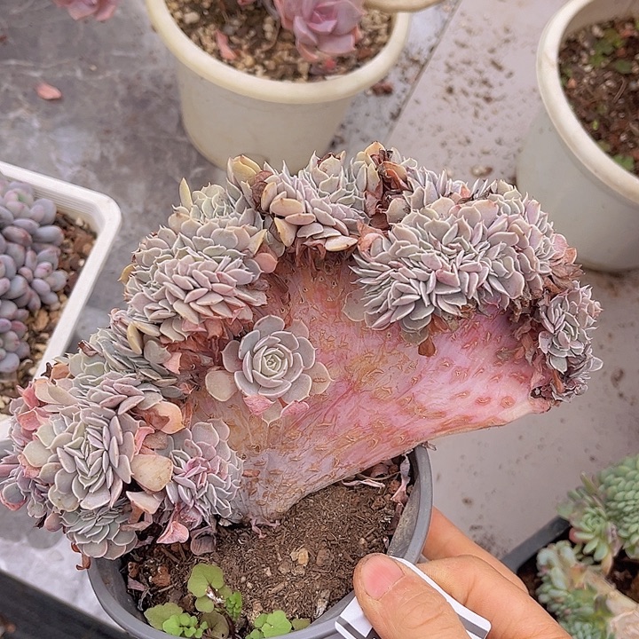 天赐缀1329多肉植物