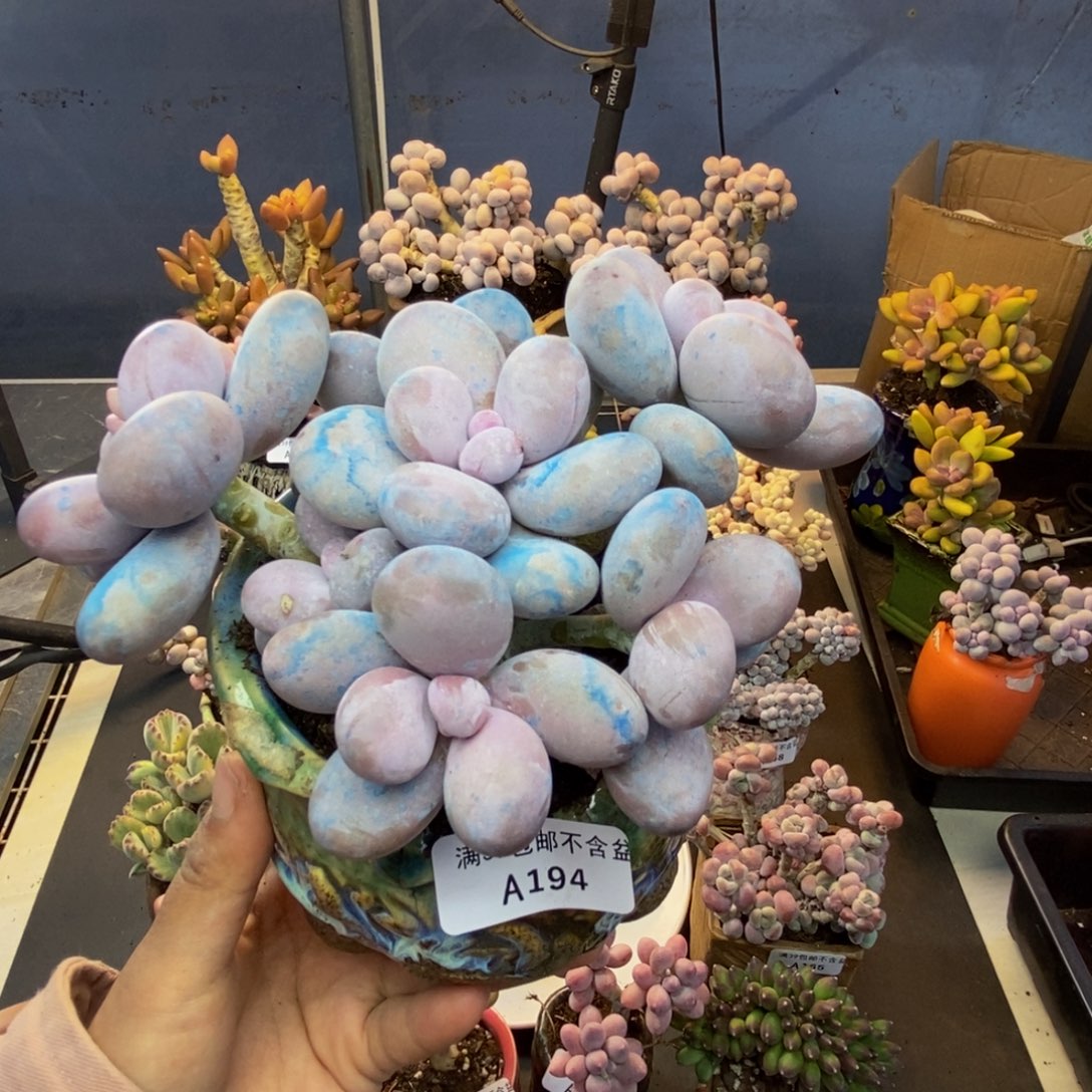 194水光针多肉13c m