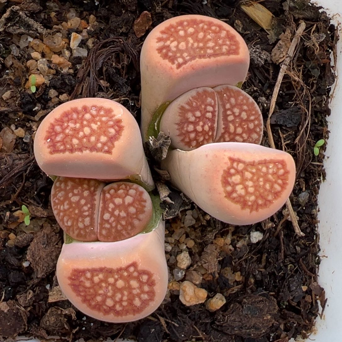 1.22好看的多肉202