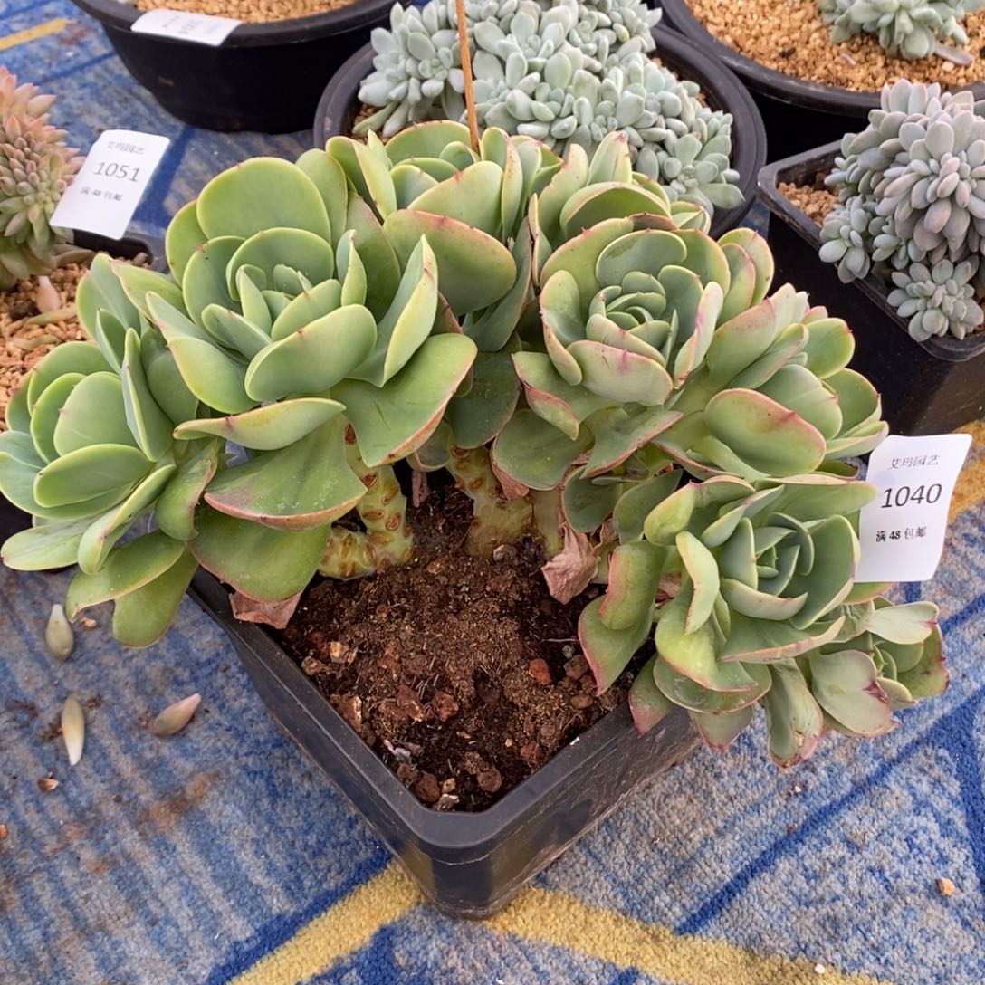 鸡蛋碧桃朵朵多肉多肉040