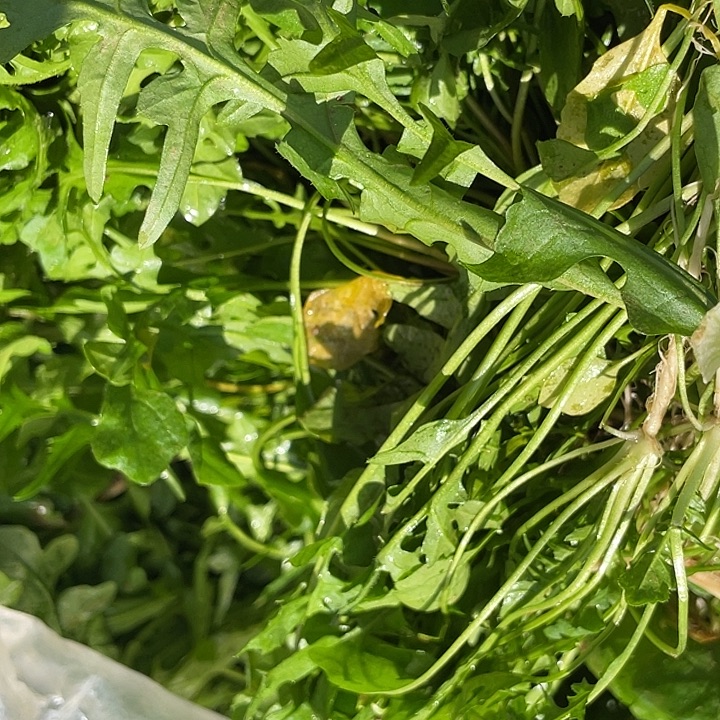 中国大陆农家野生荠菜三斤水洗