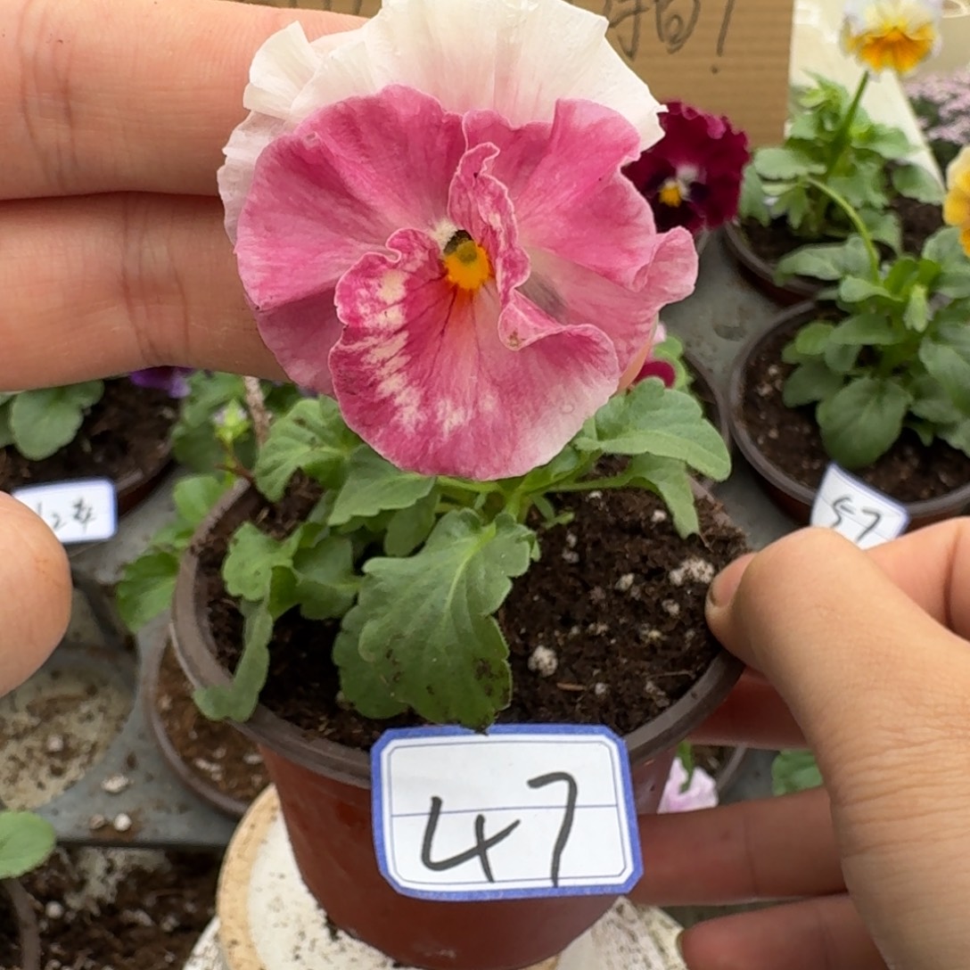 完全开放皱边角堇47