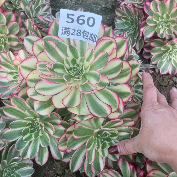 无**欢560三号棚倾城多肉