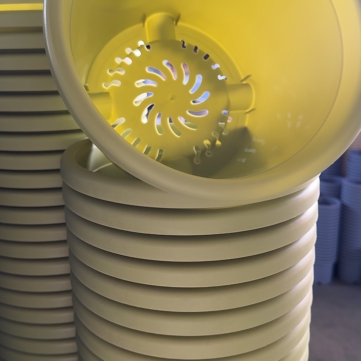 四季4号果绿无托10个特价