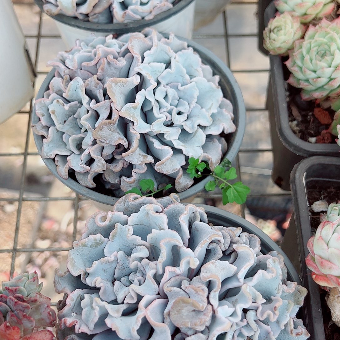 芭蕾舞者多头造型精品二盆