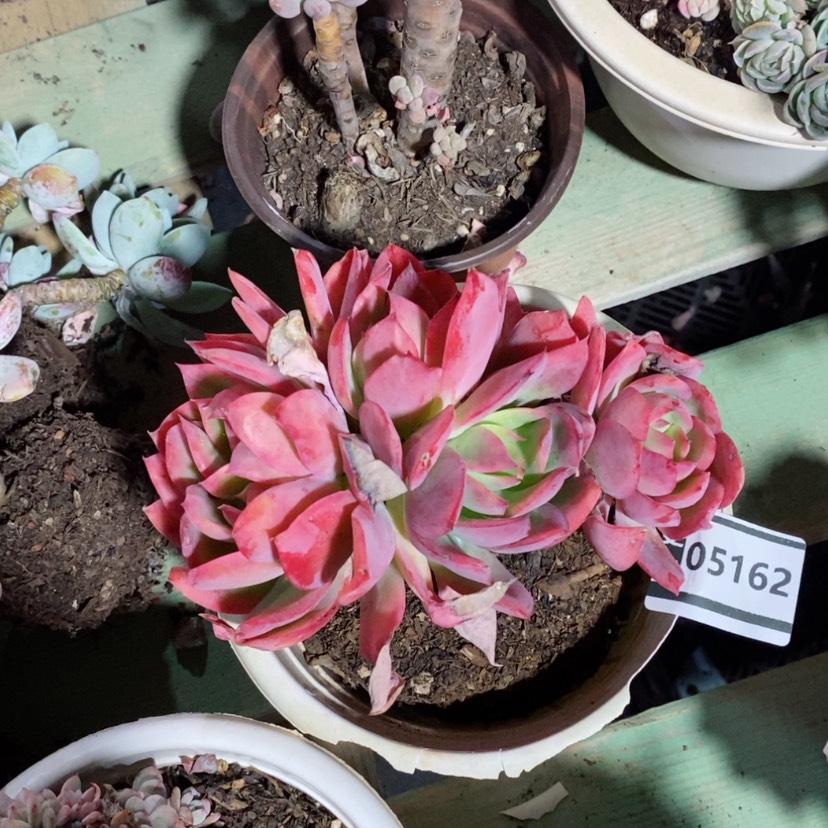 【闪购商品】多肉绮罗05162