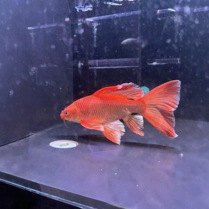 纯种红色蝴蝶鲤大鳍大尾冷水观赏鱼好养耐活招财宠物鱼直播（链接）
