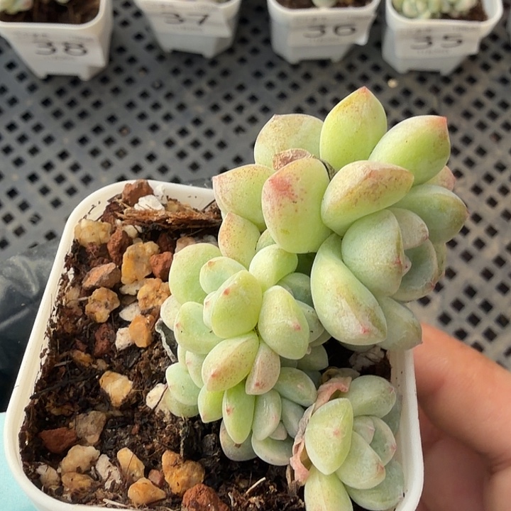 40 号到手1框江一中物一拍