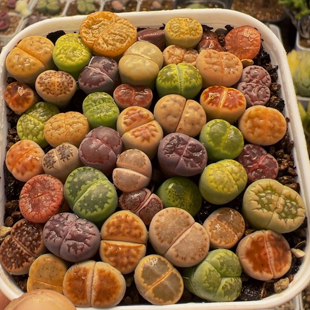 309多肉植物百科植物