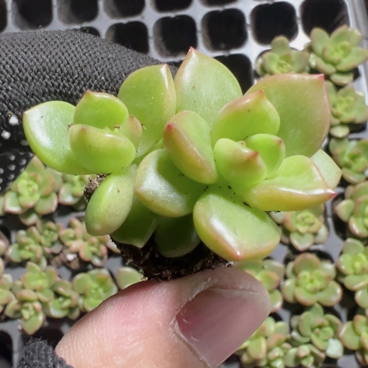 苹果花精品多肉植物大战