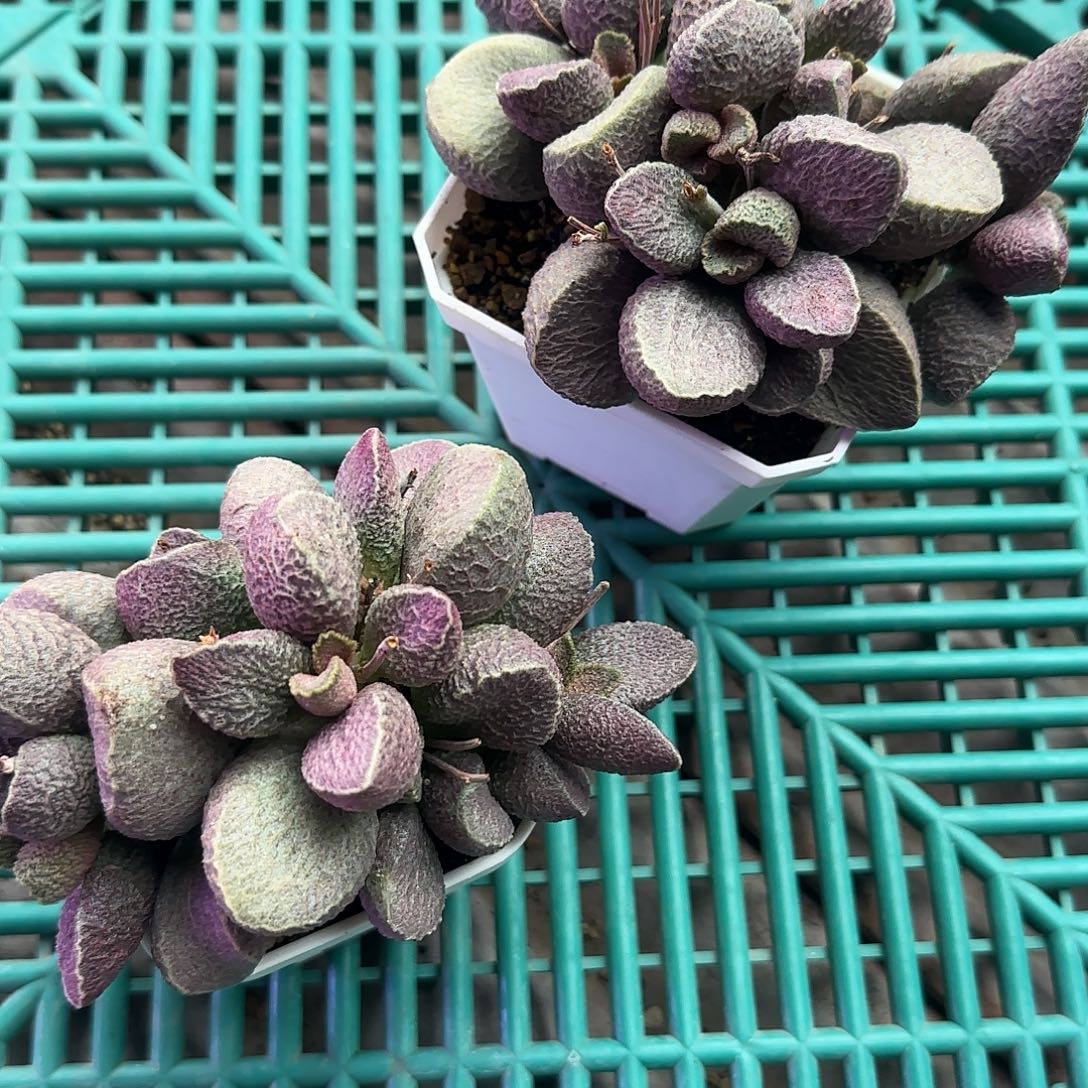 无花朵花友专拍 谢谢支持