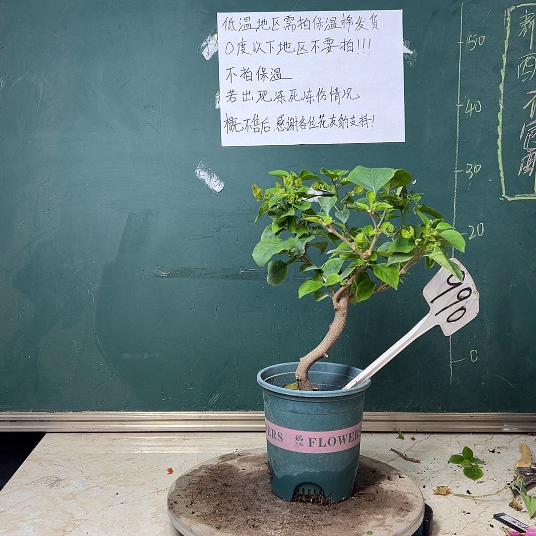 全部花苞绿叶五宝 造型 990