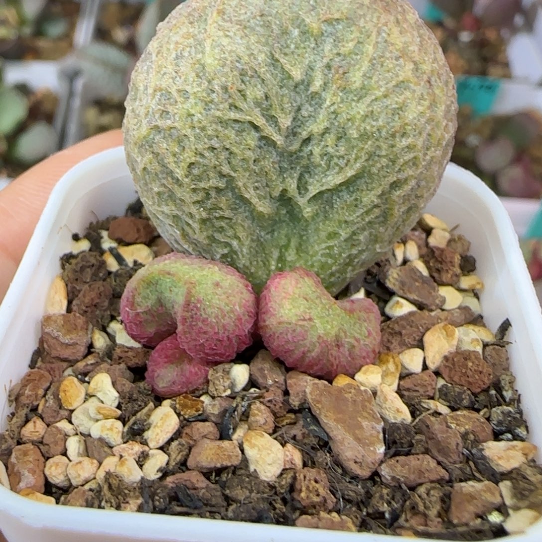 简***单编号110大叶插，四方盆发