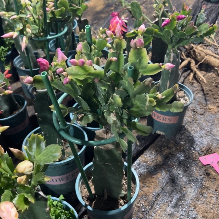 异***宝85号032重瓣花花，08088