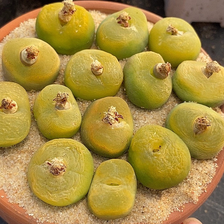 黄绿蟠桃母本一颗  2厘米