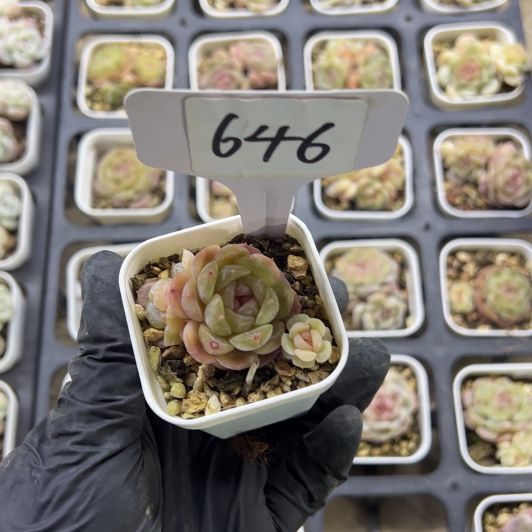 红陶反*序646号多肉植物