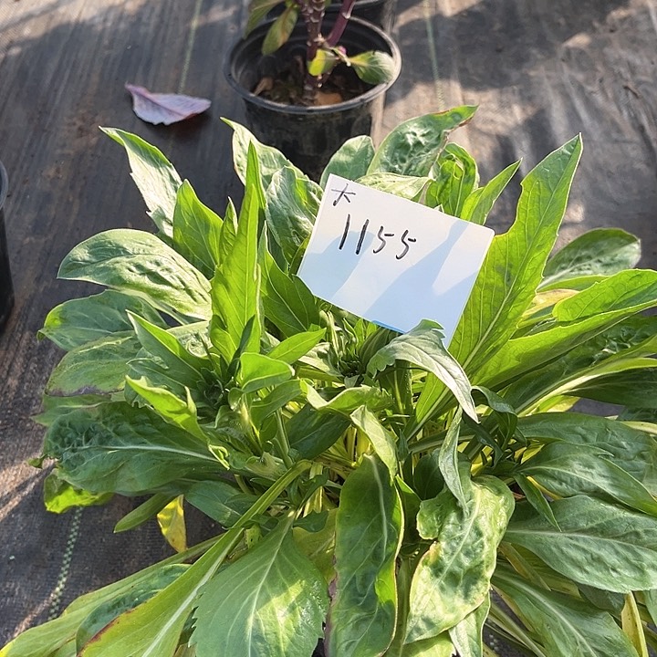 无花朵蓝盆花盆栽花卉栽培庭院植物